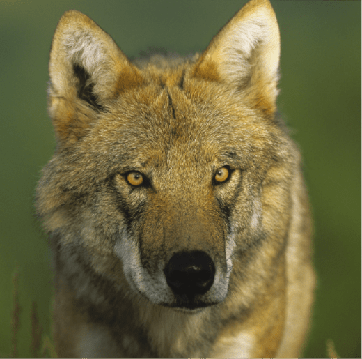 Loup-protection