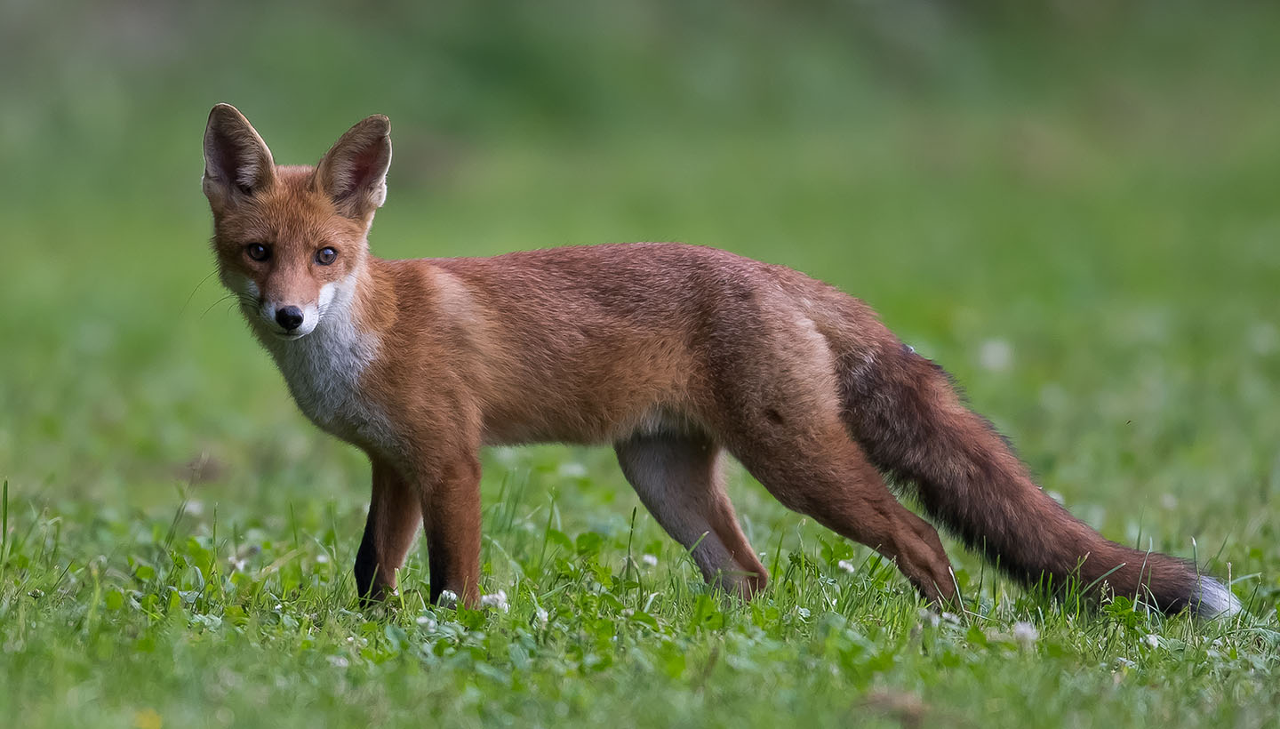 Double victoire pour les renards dans la Somme !! - ASPAS - Maître Renard